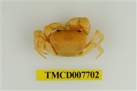 藏品(扁足澤蟹)的圖片